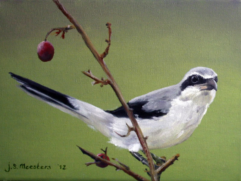 Klapekster